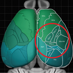 Mesoscale imaging with ScanImage