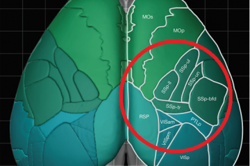 Mesoscale imaging with ScanImage